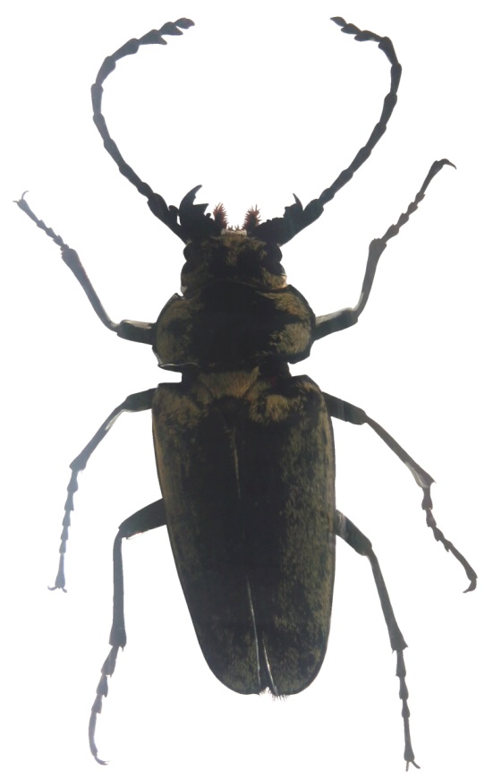 Groes Bild: Autokratkfer (trictenotoma sp.)